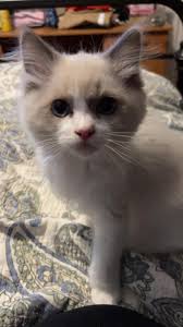 This is Oliver and and we sure love him! 🌹♥️🐾