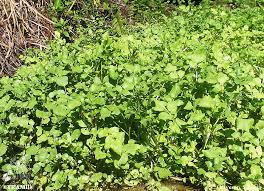 Image result for Nasturtium officinale