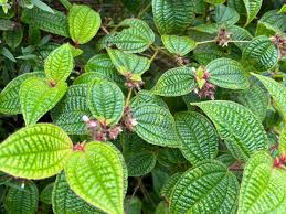 Image result for Barleria delagoensis