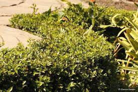 Image result for Cassinopsis ilicifolia