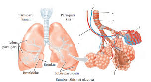 Pertukaran gas yang terjadi pada organ tersebut tidak terlalu dipengaruhi oleh gambar 30. Kejarcita 1 Bank Soal Sekolah
