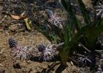 Image result for Ledebouria Unidentified sp. no1.