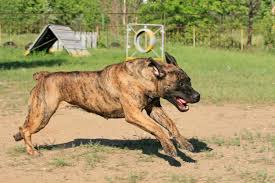 Boer Boel While A Very Loyal Breed These Dogs Can Get Very Defensive Originating From South Africa They Are A Ve Dangerous Dogs Protective Dogs Dog Breeds