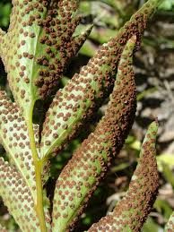 Image result for Cyrtomium