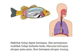 Semoga dengan adanya kunci jawaban buku tematik kelas 3 ini bisa membantu anda dalam proses pembelajaran. Kunci Jawaban Halaman 11 Tema 1 Kelas 3 Sd Mi Pembelajaran 2 Subtema 1 Buku Tematik Kemendikbud Jember Network