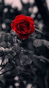Https Www Pinterest Nz Pin 683139837214707834 In 2020 Flower Background Wallpaper Red Roses Wallpaper Rose Pictures