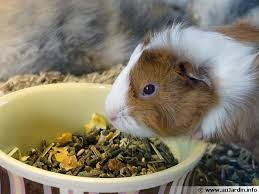 Epingle Sur Guinea Pig