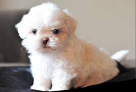 A peculiar case is with the albino people, that can be born with reddish eyes, as the total absence of melanin makes that the color of the blood vessel in the ocular bubble at first. Can Shih Tzu Have Blue Eyes