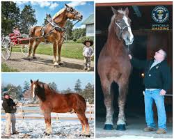 Big jake the belgian gelding horse has earned worldwide fame for his extraordinary height. Guinness World Records On Twitter Throwbackthursday Neigh Way Meet Big Jake The World S Tallest Horse Http T Co Tiyakwd4wv Horses Tbt Http T Co Fzqsdvxu9s