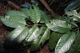 Image result for Oxyanthus speciosus