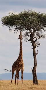 girafas 17 animals wild nature animals animals beautiful