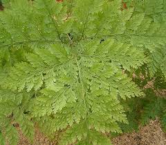 Image result for Davalliaceae