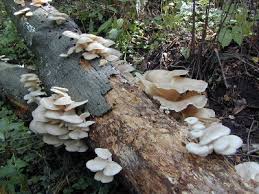 We did not find results for: Pleurotus Ostreatus The Oyster Mushroom Tom Volk S Fungus Of The Month For October 1998