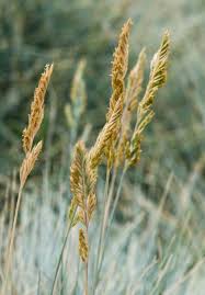 Image result for Festuca