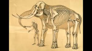 Remains of elephant skull in veldt at addo elephant national park, eastern cape. Fossil Origins Of The Cyclops Youtube