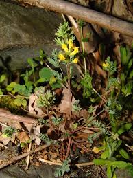 Image result for Corydalis mildbraedii