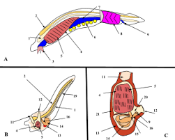 Chordate Wikipedia