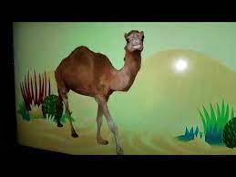 Use custom templates to tell the right story for your business. Walk Like A Camel Youtube