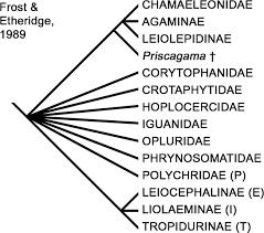 Lockhart roofing rivals lockhart roofing rivals travel baseball #lockhartroofing #rivals. Phylogeny And Systematics Of Squamata Reptilia Based On Morphology