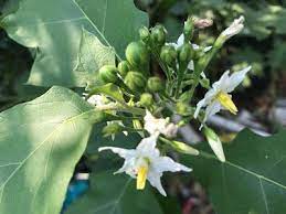 天然草藥 万桃花水茄功效与作用 soanum torvum medicinal uses takokak ma plants