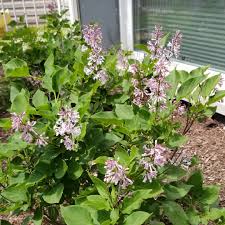It puts on a great show, but i kind of wish it would get bigger. Syringa Pubescens Subsp Patula Miss Kim Lilac Miss Kim In Gardentags Plant Encyclopedia