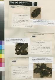 Image result for Dielsiothamnus divaricatus