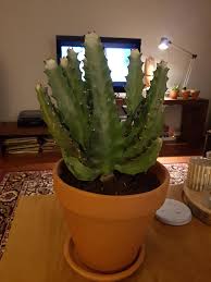 How green was my cactus. My Cactus Has Been Turning Light Green And Recently Also White At The Tips What S Going On And What Kind Of Cacti Is This Cactus