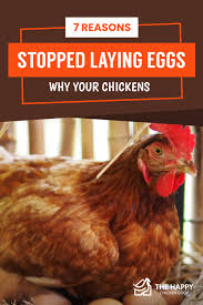 The key to keeping chickens healthy is learning to control the spread of the disease, recognizing the symptoms when they occur, obtaining a definitive diagnosis and knowing how to treat an affected bird. 9 Reasons Why Your Chickens Stopped Laying Eggs