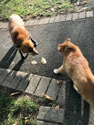 Is your cat getting enough moisture from their diet? Fox Vs Cat Foxes