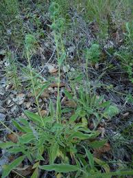 Image result for Lactuca imbricata