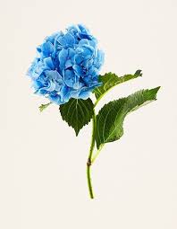 Get paid for your art. The Photobook The Most Beautiful Flowers By Kenji Toma Homage To One Of The Most Well Regarded Flower Encyclopedias Of The 19th Century Kehrer Verlag