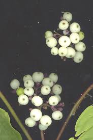 Image result for Sericorema sericea