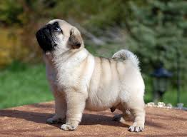 As puppies, pugs are notoriously difficult to housetrain, and on a cold, wet day, you'll likely struggle to get even the pug puppies — before you buy… give consideration to a rescue or shelter dog. Pug For Sale In New Jersey Newton 58518 Petzdaddy