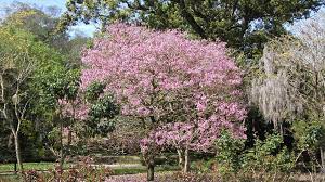 Evergreen trees form the foundation of the landscape. 17 Flowering Trees To Plant This Spring
