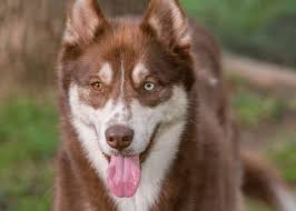 15 Husky Eye Color Facts You Didn T Know Spiritdog Training