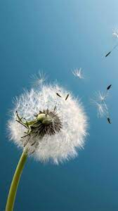 Choose resolution & download this wallpaper . Pure Aesthetic Dandelion Blowing Blue Sky Macro Iphone 8 Wallpapers Free Download