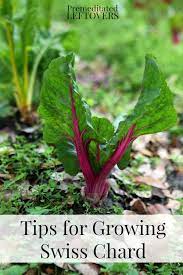 Tips For Growing Swiss Chard In Your Garden How To Grow Swiss Chard From Seed How To Transplant Swiss Chard Sprouts Growing Swiss Chard Growing Chard Chard