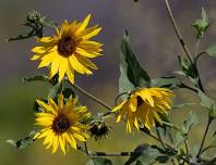 Nature Creativity: Perfume Making