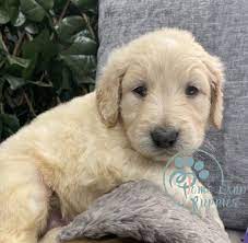 Goldendoodle Puppies Under 1000 Home Land Puppies
