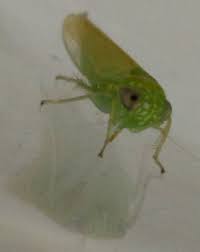 Leafhoppers are found throughout the world, including north america. Tiny Green Flying Bug No More Than 5mm Long And 2mm Wide Attracted To Light Flies Around The Room And Bites Skin Whatsthisbug