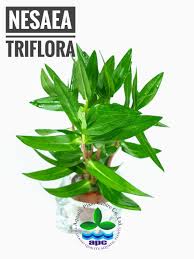 Image result for Nesaea