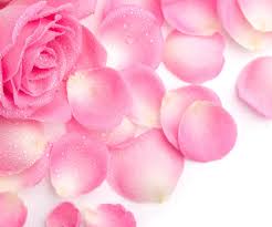 Collection by elizabeth smith • last updated 3 days ago. Pink Rose Android Wallpapers Cute Pink Wallpaper For Android Hd 1099916 Hd Wallpaper Backgrounds Download