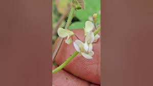 Image result for Desmodium scorpiurus