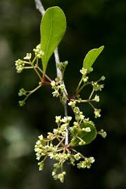 Image result for Gymnosporia senegalensis