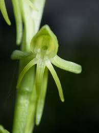 Image result for Habenaria aberrans