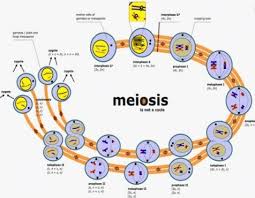 Rangkuman materi pembelahan sel kelas 12. Pembelahan Sel Pengertian Jenis Mitosis Meiosis Fungsi