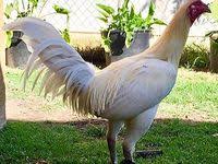 Update juni 2021 ✅ harga ayam peru peruvian terbaru bulan ini. 26 Ide Ayam Peruvian Ayam Binatang Buas Binatang