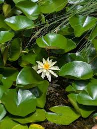 Image result for Nymphaea