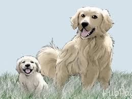 Good breeders will have previous happy customers. Golden Retriever Growth Sequence In The 1st Year Pethelpful By Fellow Animal Lovers And Experts