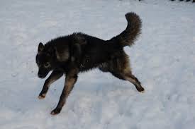 Black And Grey Dog The Black Grey Tamaskan Club Tamaskan Dog American Eskimo Dog Beautiful Dogs